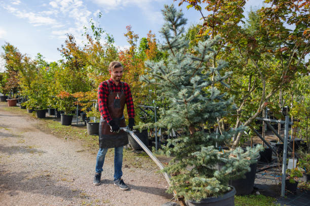 Trusted Steeleville, IL Tree Removal and Landscaping Services Experts